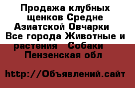 Продажа клубных щенков Средне Азиатской Овчарки - Все города Животные и растения » Собаки   . Пензенская обл.